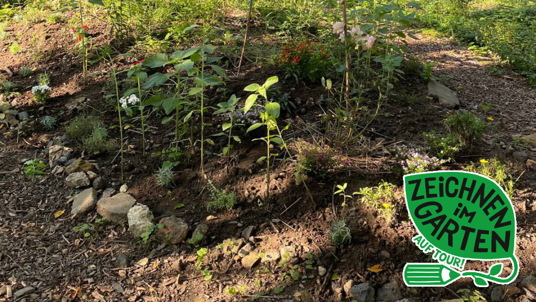 Zeichnen im Garten - Auf Tour! 1. Station: Planetengarten